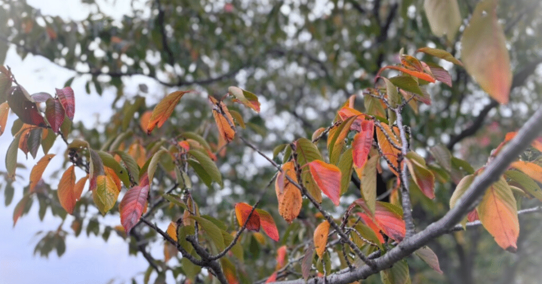 見上げた空に広がる紅葉の木々。迷いながらも、母として前を向こうとする想いを映した秋の景色。
