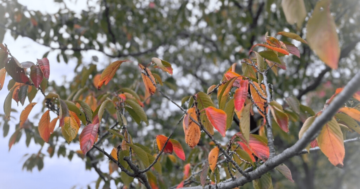 見上げた空に広がる紅葉の木々。迷いながらも、母として前を向こうとする想いを映した秋の景色。