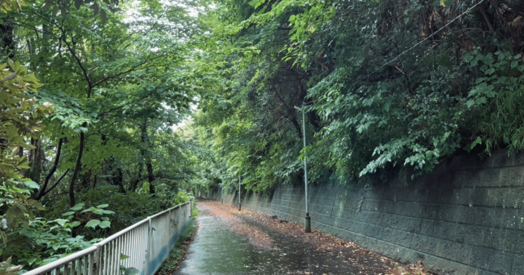 木々に囲まれた雨上がりの道。歩んできた時間を思い出す風景🌿