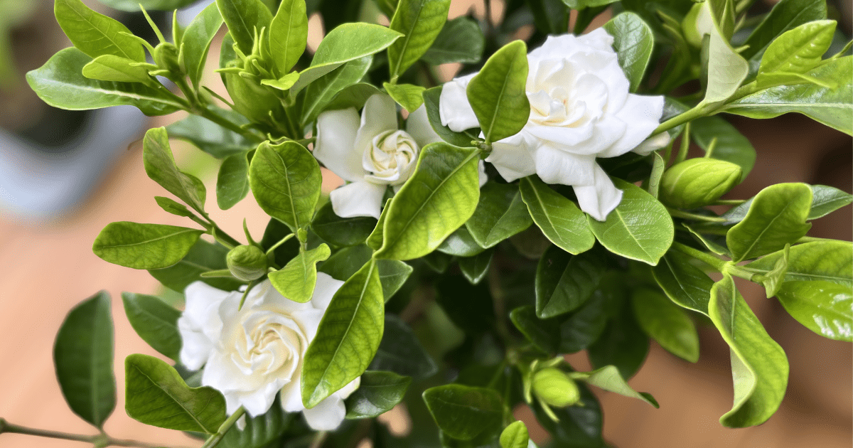 ベランダで咲く純白のくちなしの花🌿