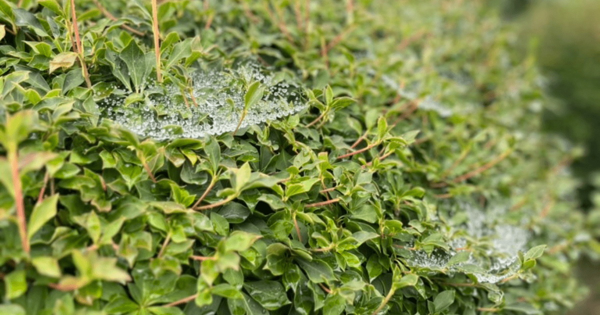 雨上がりの葉にかかるクモの巣が、しずくをまとって輝く。消せない想いも、光に照らされるように少しずつやわらぐ秋の朝。