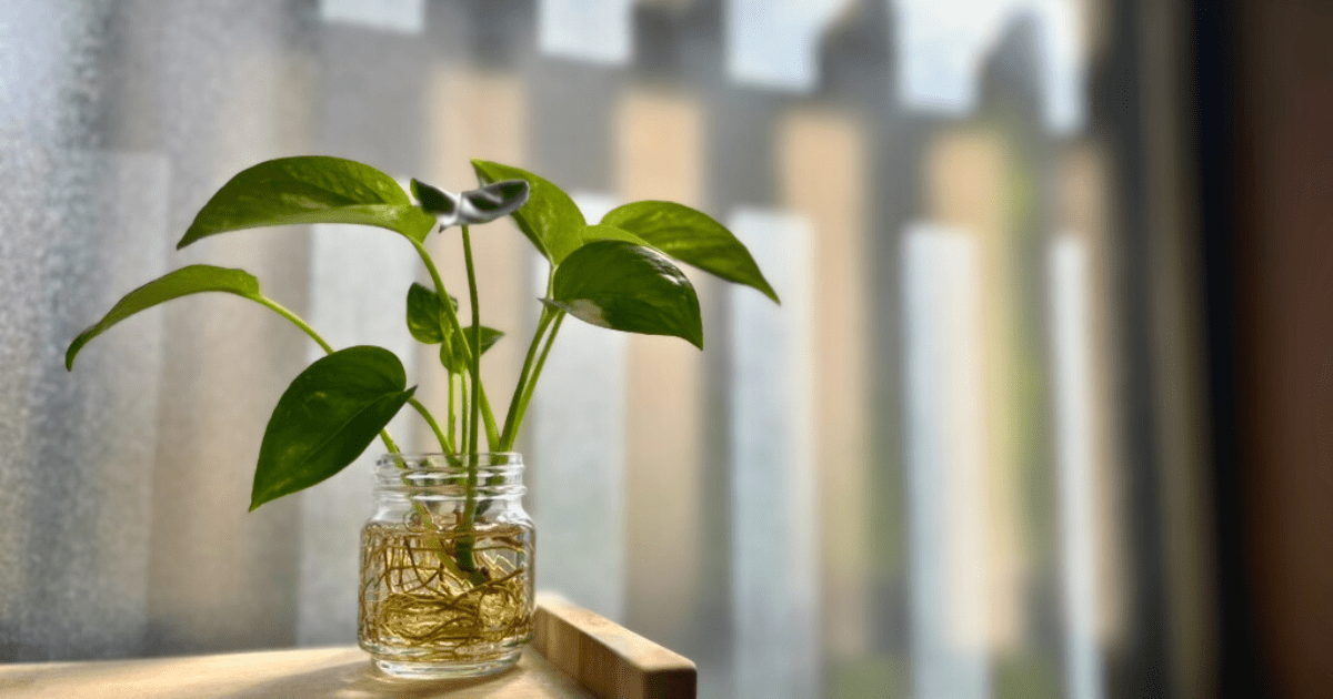 台所の柔らかな光に包まれ、暮らしにやさしさを添える観葉植物ポトス