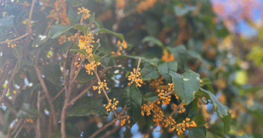 青空の下で咲く金木犀の花。秋の風に揺れながらやさしい香りを届けてくれる景色。