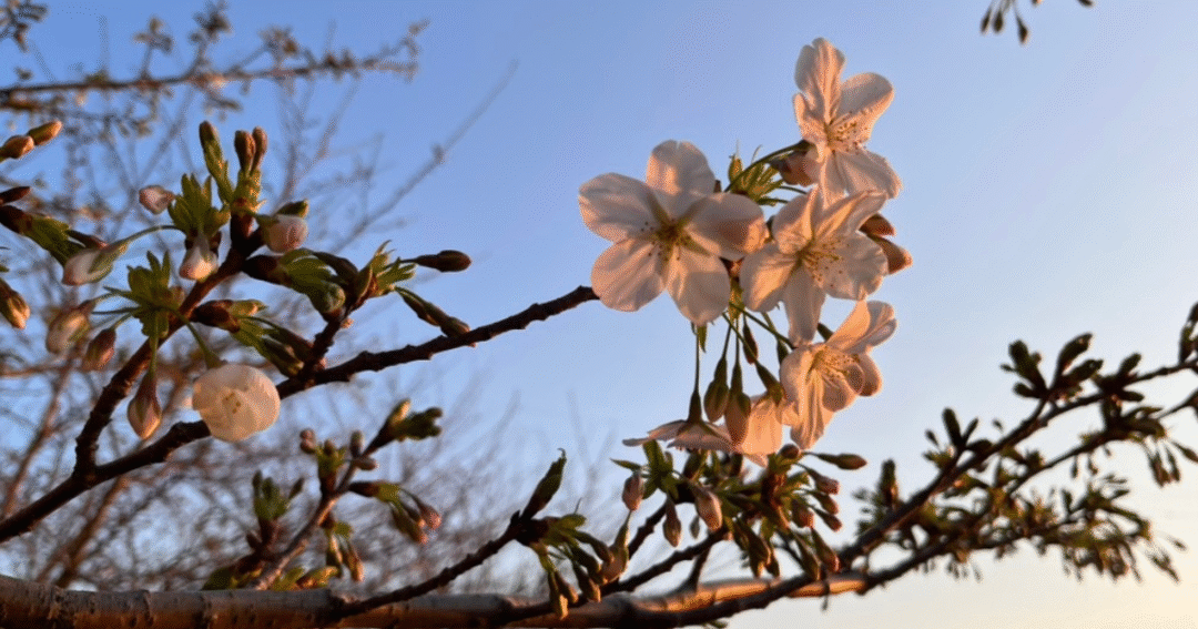 夕日に染まる咲き始めの桜の花びら。やわらかな光の中で春の気配を感じる一枚🌿