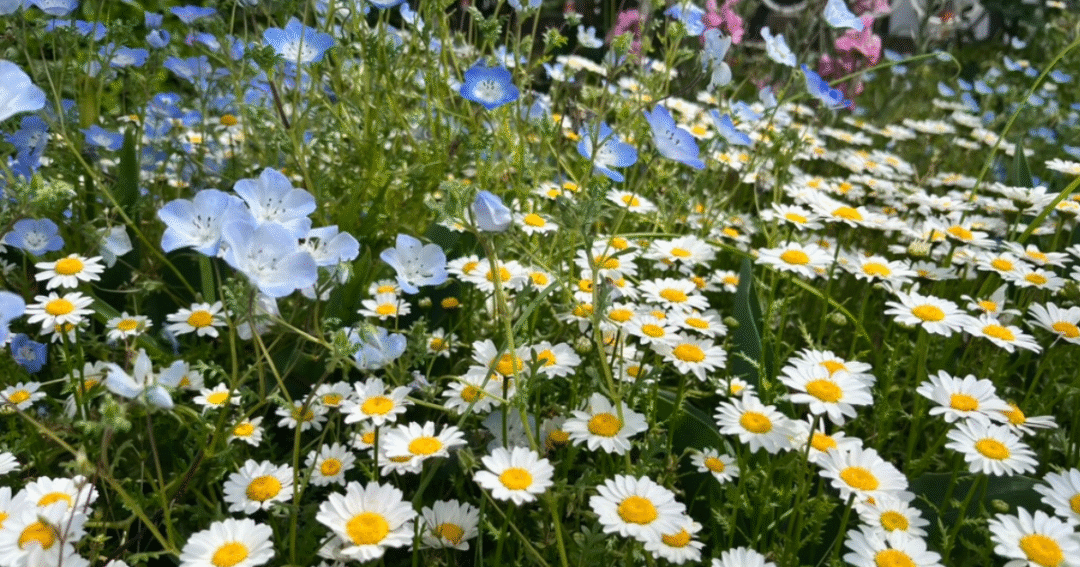 あたたかな春の風を感じる、色とりどりの花が咲く花壇🌿
