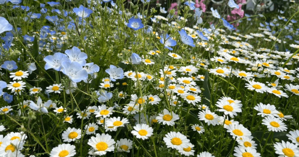 あたたかな春の風を感じる、色とりどりの花が咲く花壇🌿