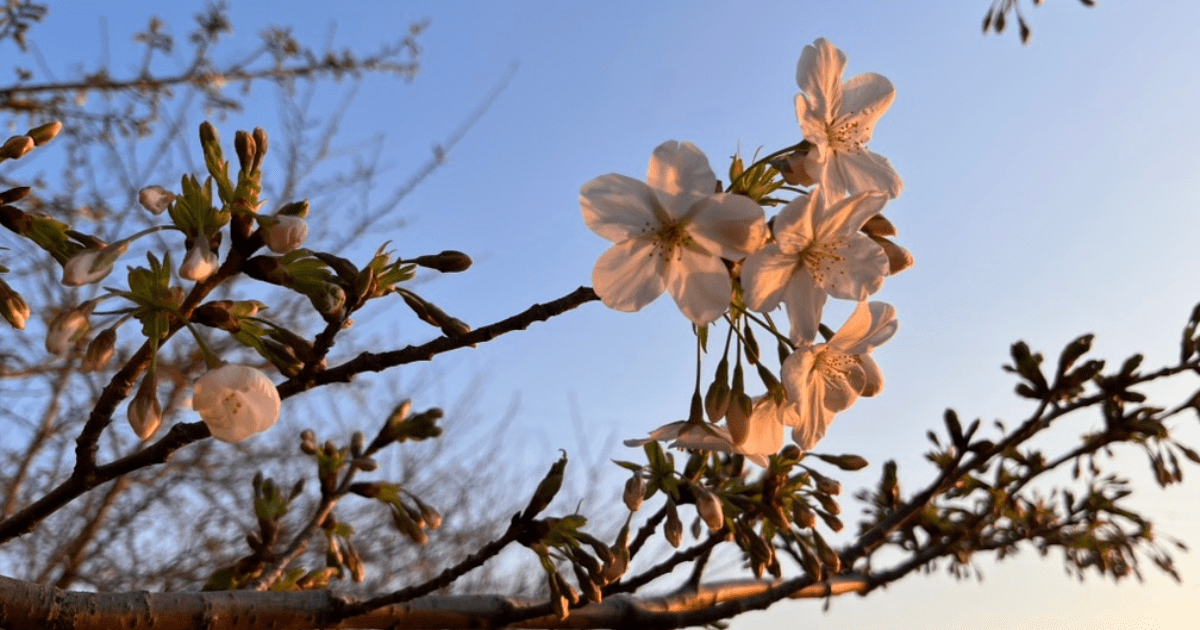 夕日に染まる咲き始めの桜の花びら。やわらかな光の中で春の気配を感じる一枚🌿