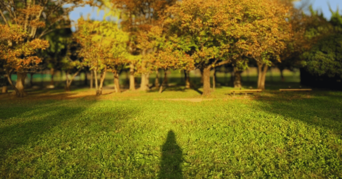 紅葉の上に落ちる自分の影。心の整理の道の途中を象徴するワンシーン。