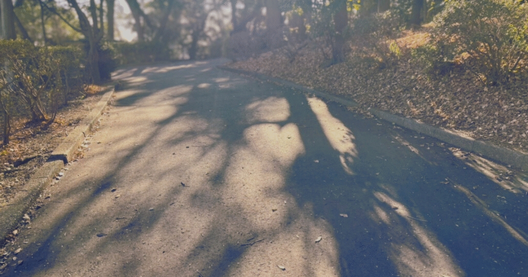 静かな時間が流れる公園の遊歩道🌿