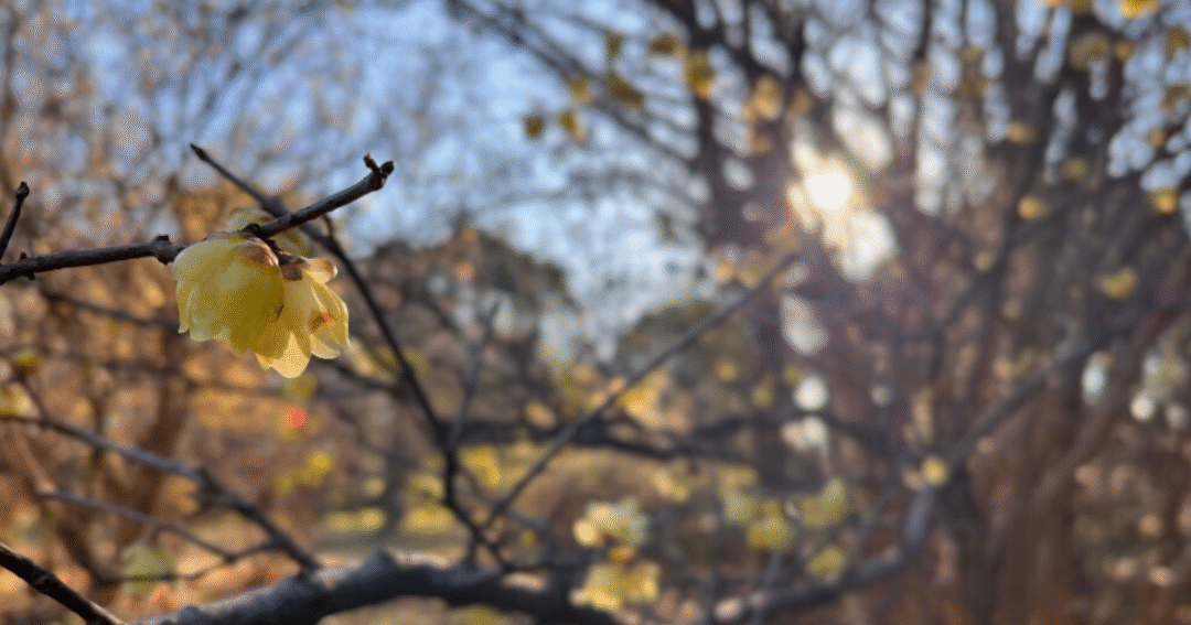 夕方前の公園で咲く、二輪の蝋梅の花🌿