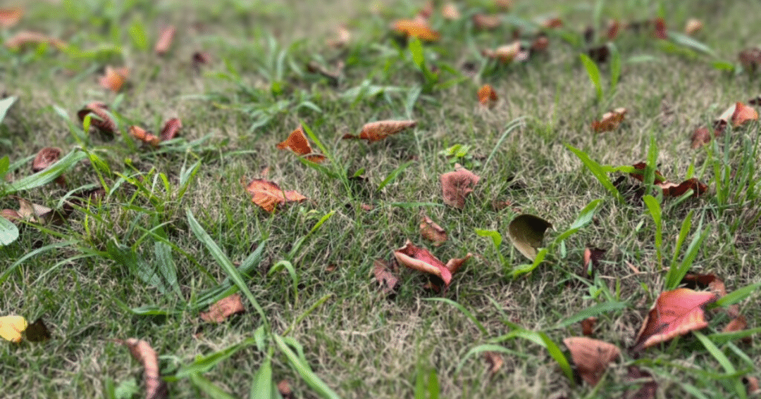 緑の芝生に散る茶色の落ち葉。季節の移ろいの中で、少しずつ手放していく心の軽やかさを感じる風景。
