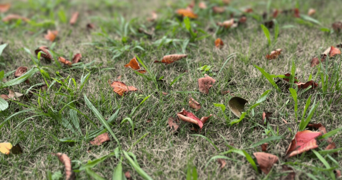 緑の芝生に散る茶色の落ち葉。季節の移ろいの中で、少しずつ手放していく心の軽やかさを感じる風景。