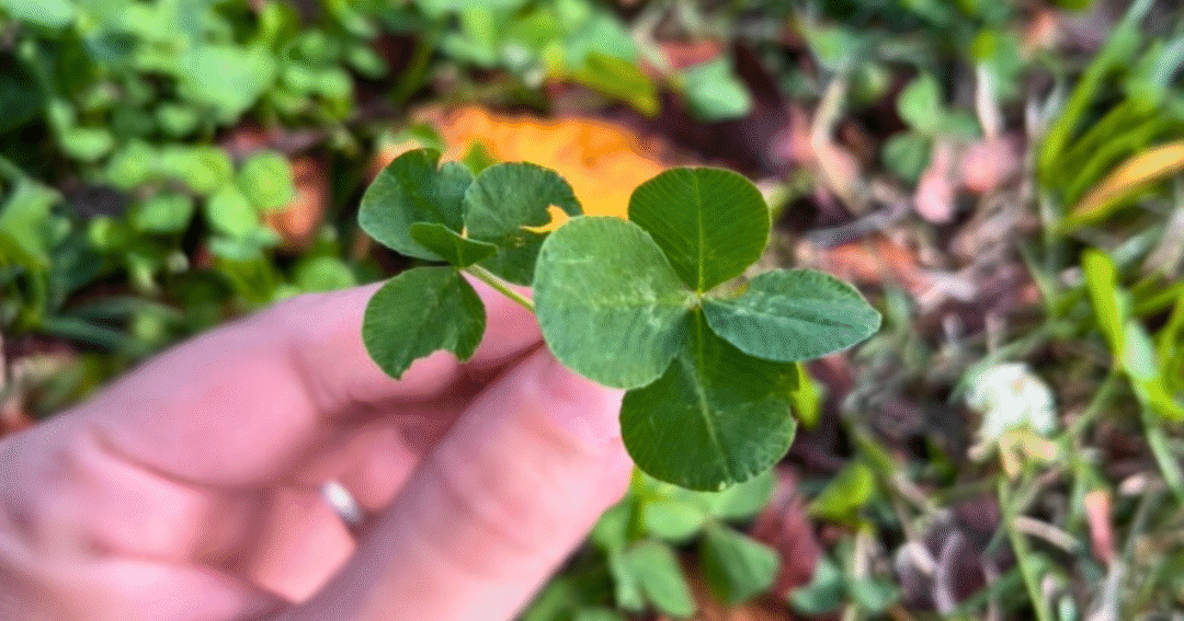 四つ葉のクローバーを手に持つ写真。ブログの半年の歩みと感謝を表す象徴的なイメージ🌿