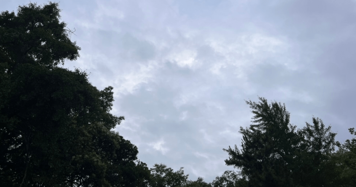 梅雨の季節、木の間から見上げた曇り空と厚い雲の自然風景